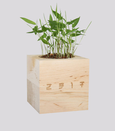 Cubo Bambù TPOC 2317