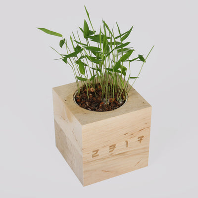 Cubo Bambù TPOC 2317